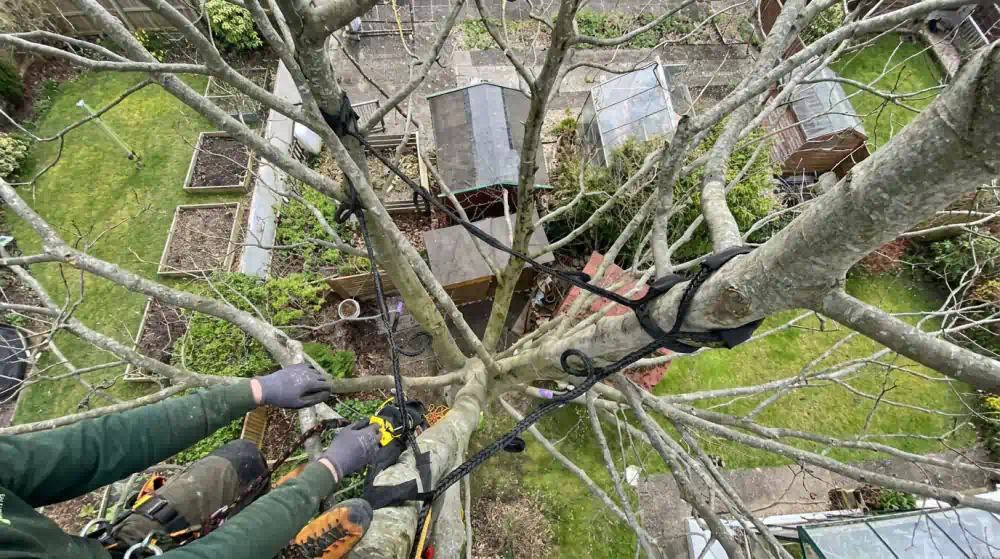 Blick aus der Baumkrone auf die Hände eines Baumkletterers zwischen schwarzen Sicherungsseilen mit Bandschlaufen, Kronensicherung in Potsdam von Pro Baumpflege Potsdam